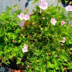 Pakost kantabrijský (Geranium × cantabrigiense) ‘BIOKOVO’ - výška-10 cm, priemer-10-20cm, kont. C2L